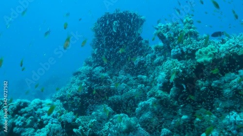 Wallpaper Mural Massive school of Lyretail Anthias (Pseudanthias squamipinnis) and Glassfish swims near coral reef. Underwater life on coral reef in the ocean. Camera moving forwards approaching a reef, 4K-60fps Torontodigital.ca