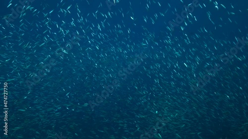 A large shoal of Blue sprat, Delicate round herring or blueback sprat (Spratelloides delicatulus). Massive school of small fish swims in the blue water in sunrays. 4K-60fps photo