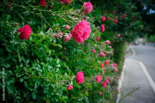 Shrub of blooming red roses