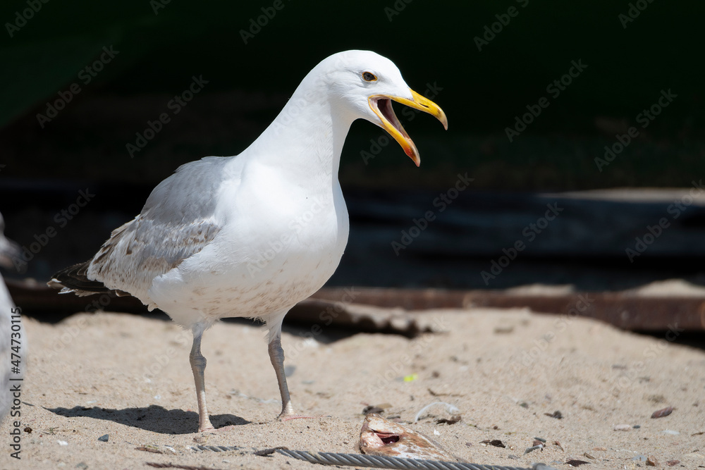 Obraz premium seagull