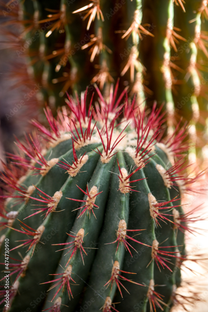 Macro photo of a cactus with red thorns Macro photo of a cactus with red thorns
