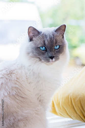 Ragdoll cat with blue eyes
