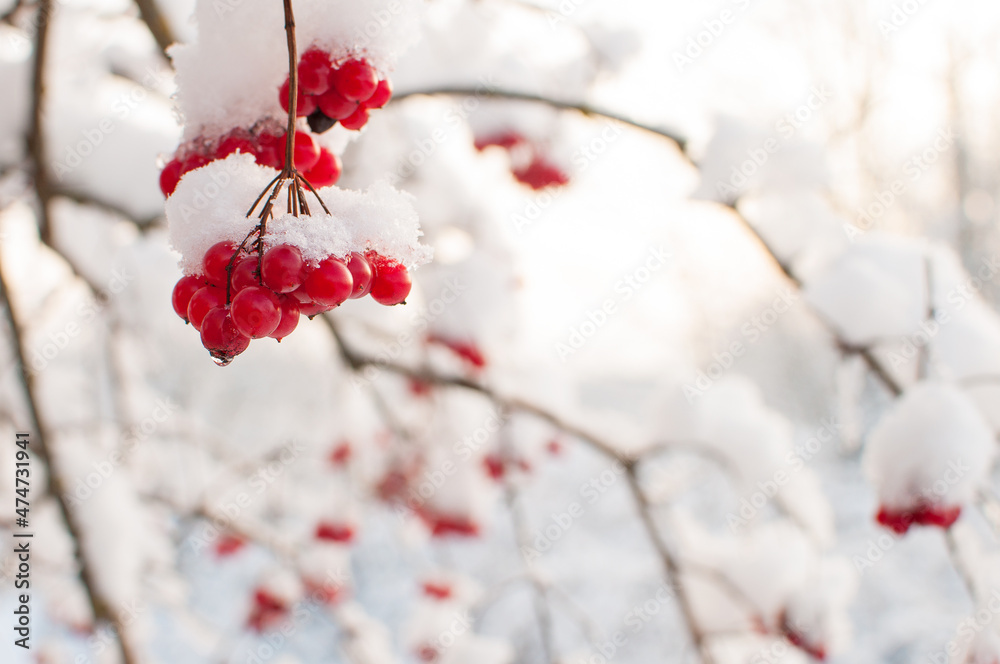 viburnum berries in the snow on a blurry background with a place for text