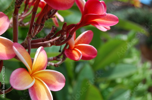 Hawiian Plumeria