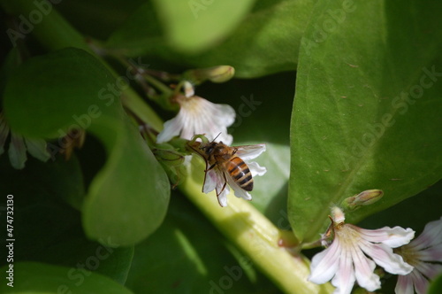 Nectar