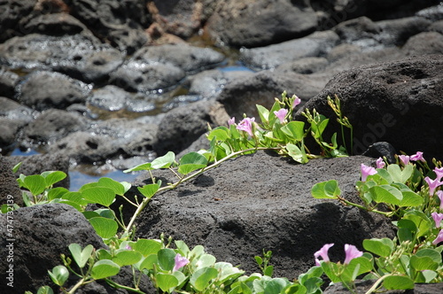 Hawaiian Lava Rock 1