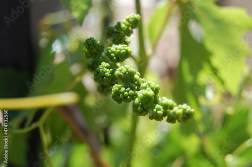 Young Grapes 1
