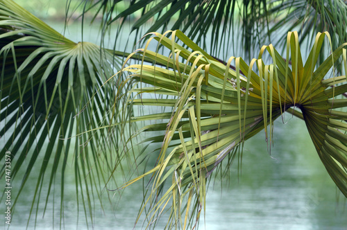 palm tree leaves