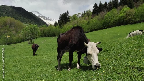 
Cows on high mountain meadows. Georgia. Mestia