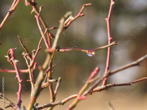 bright rain drop on a bush branch © Valdis