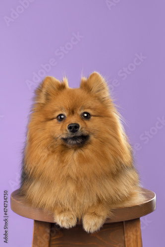 pomeranian spitz dog in studio on purple background © Krystsina