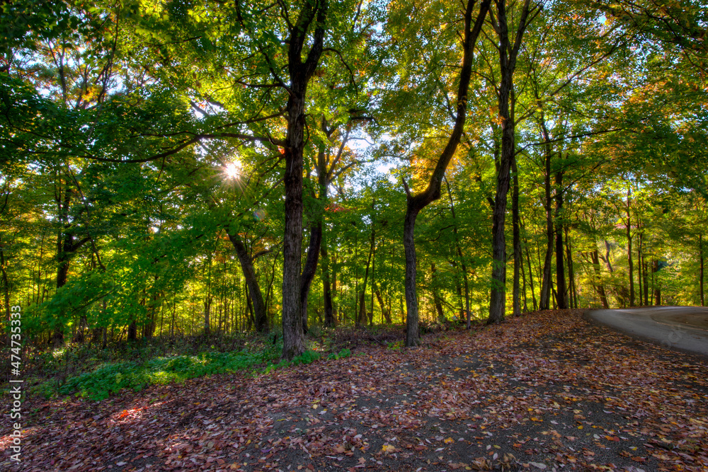 Sunshine trough an Autumn forest. Pere Marquette State Park in Illinois