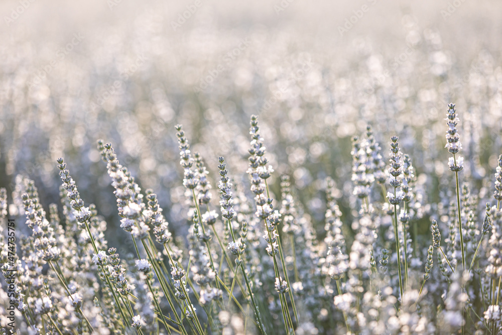 Fototapeta premium Sunset over a white lavender field in Provence, France.