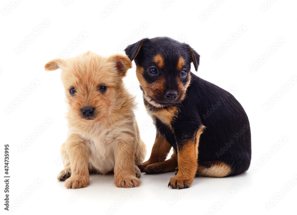 Two small dogs.