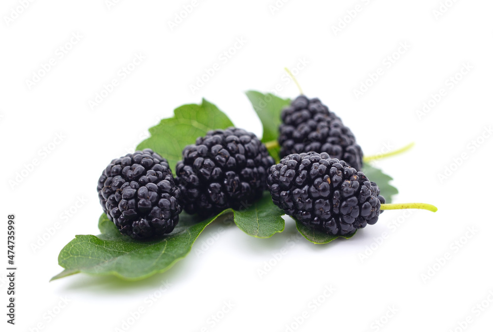 A mulberry with leaves. A mulberry with leaves.