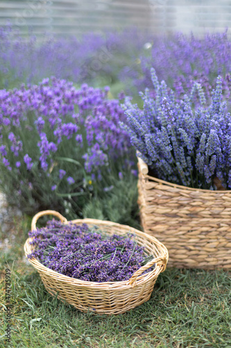 Harvesting season. Lavender bouquets and basket.