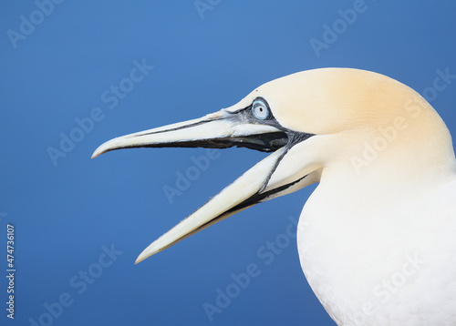 Norther Gannet Helgoland