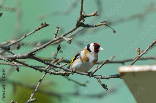The European goldfinch sitting on the tree branch in cloudy winter snow