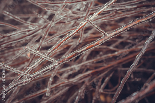 Frozen branches of shrubs without leaves in winter.