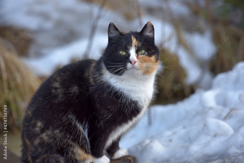 homeless tricolor cat outdoors in winter