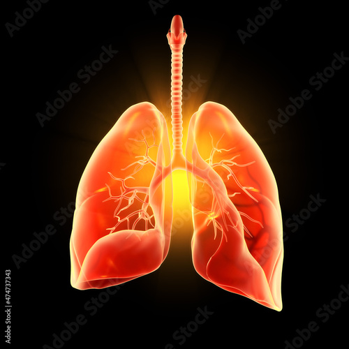 Highlighted human lungs, pneumonia, 3D illustration © Axel Kock