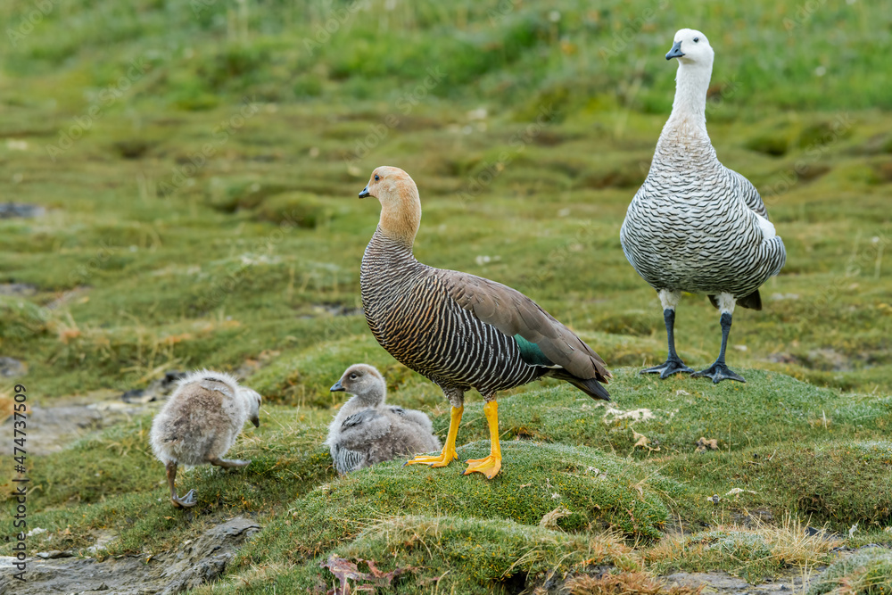 Female of Upland Goose (Chloephaga picta) in Ushuaia area, Land of Fire (Tierra del Fuego), Argentina Female of Upland Goose (Chloephaga picta) in Ushuaia area, Land of Fire (Tierra del Fuego), Argentina