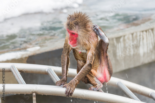 Photography Japanese snow monkey onsen (macaques) in winter