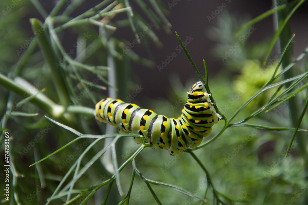 Black Swallowtail Caterpillar on Dill Plant Black Swallowtail Caterpillar on Dill Plant