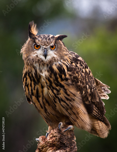 Great horned Owl