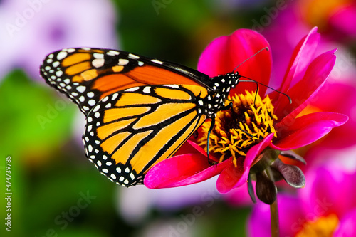 Colorful butterfly resting on a leaf.