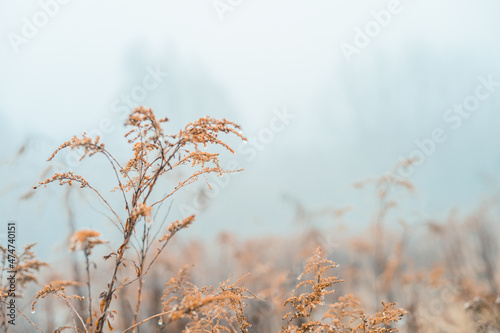 Vintage dry flowers closeup. Aesthetic toned nature landscape background. Winter design viewphoto photo