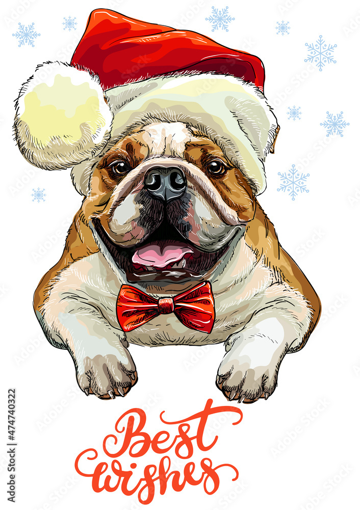 Christmas dog bulldog vector hand drawn illustration red