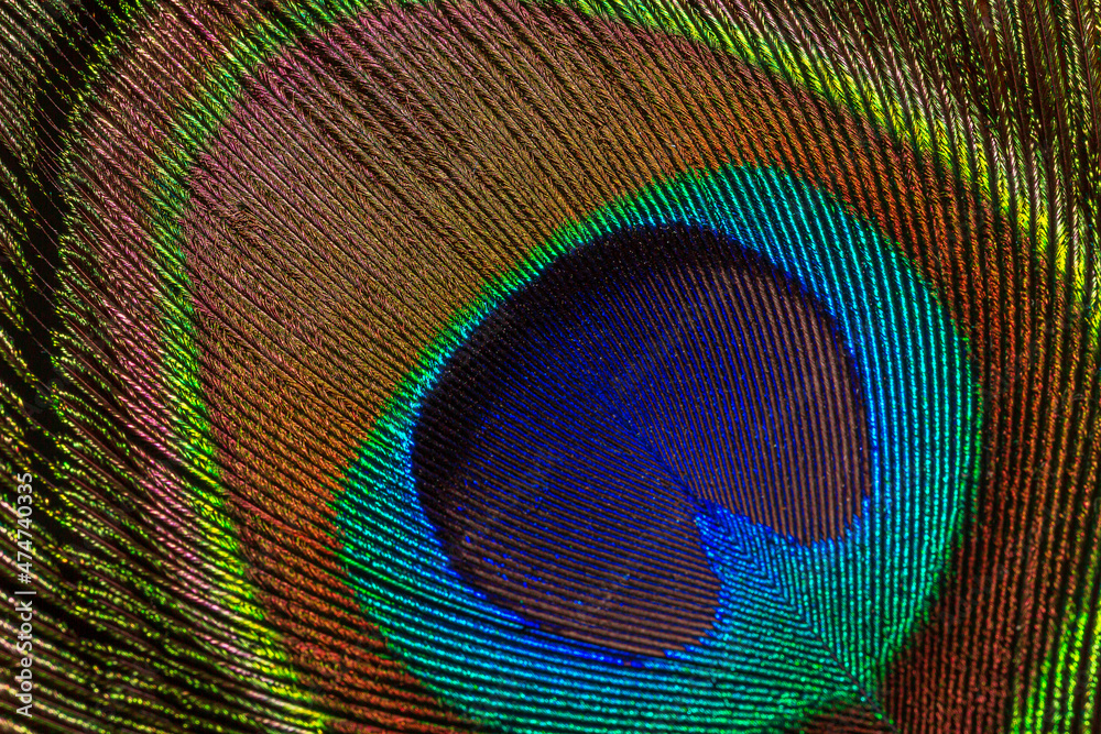 Fototapeta premium Macro image of peacock feather,Peacock Feather 
