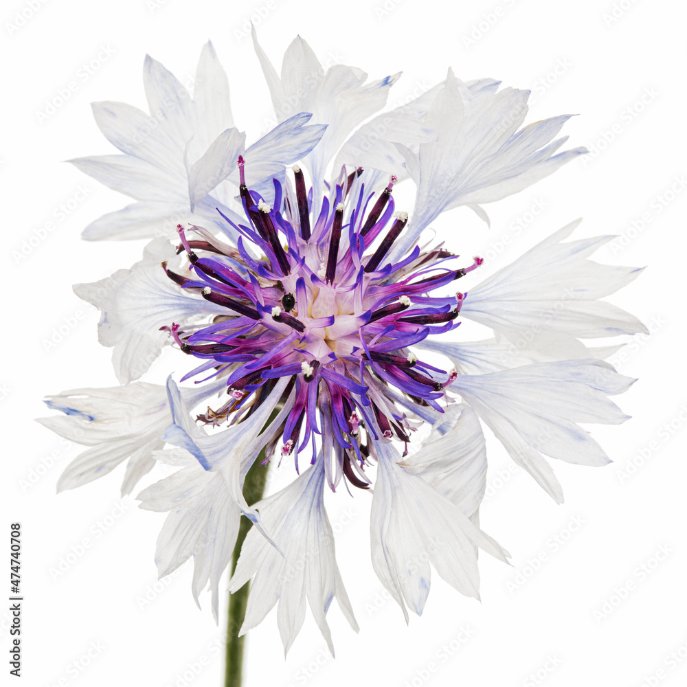 Obraz premium White-violet flower of cornflower, lat. Centaurea, isolated on white background