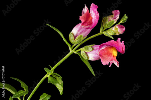 Beautiful flowers of snapdragon  lat.Antirrhinum majus  isolated on black background