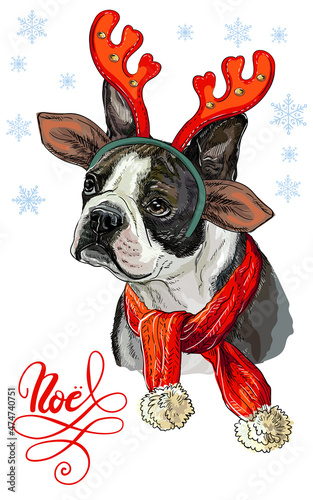 Christmas dog boston terrier vector hand drawn illustration