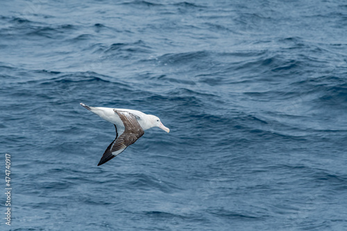 Wandering Albatross (Diomedea exulans) in South Atlantic Ocean, Southern Ocean, Antarctica