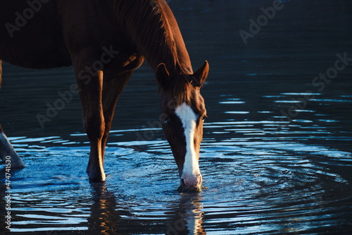 Sorrel quarter horse getting drink of water from pond on farm for livestock hydration. photo