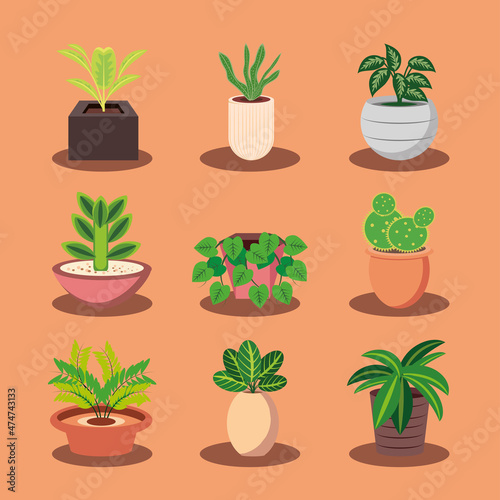 set of houseplants