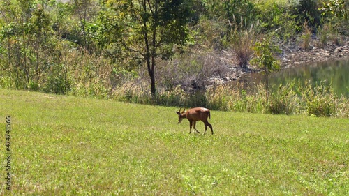 Young barking deer or Muntiacus muntjak in nature, walking on green field near lake and road. Wild cute brown common muntjac on meadow, animal wildlife in Thailand Khao Yai National park photo