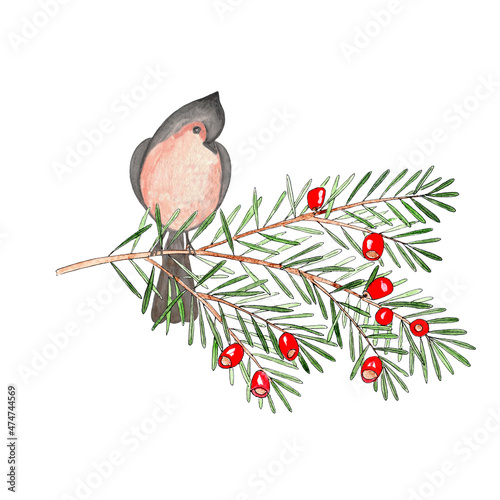 Watercolor branch of green yew with red berries and bird crested tit