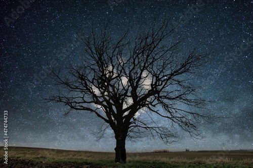 duże drzewo na tle nieba z gwiazdami i księżycem w pełni