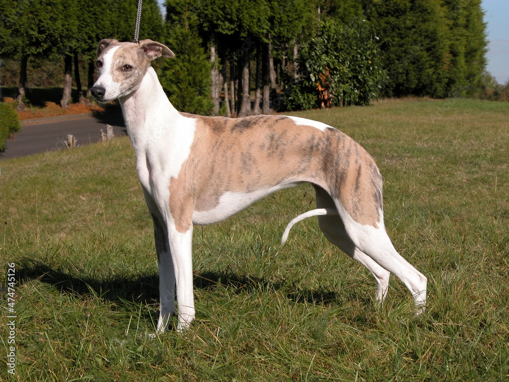 Brindle and white Whippet on grass        