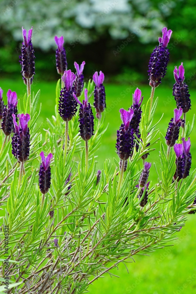 Fototapeta premium Fragrant purple French lavender flowers growing in the garden