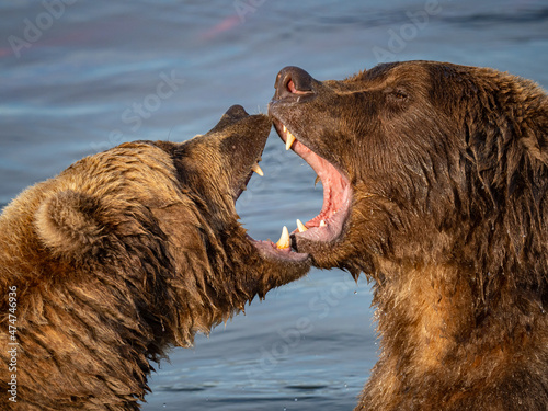 Canvastavla Two large brown bears (Ursus arctos) bicker over a salmon in the Brooks River near Brooks Falls in Katmai National Park, Alaska