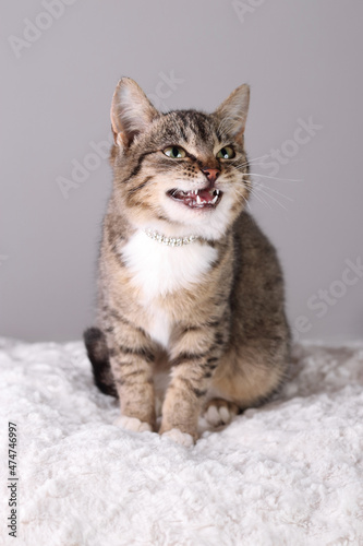 Aggressive kitten.Cat that shows teeth .Care of pets.Little gray brown Cat with a beautiful bow sitting on the gray background . Beautiful Kitten close up .Cute cat with green eyes. Tabby. 