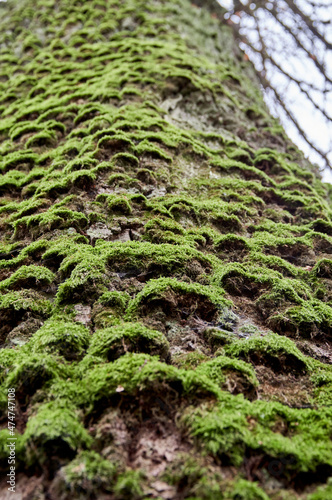 An old big oak tree, the trunk covered with green moss. Bottom view