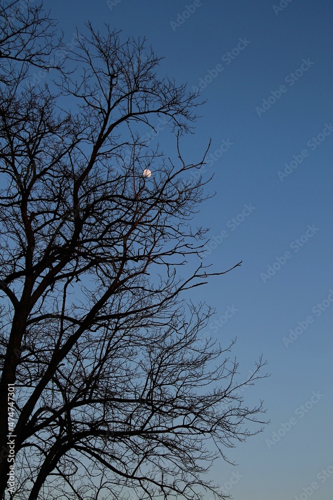 Bare branches of a tree and a white moon against the background of the evening sky.