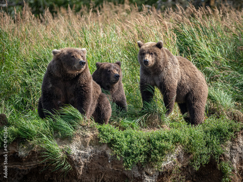 A family of brown bears (Ursus arctos) looks for salmon from the shore of the Brooks River near Brooks Falls in Katmai National Park, Alaska. 