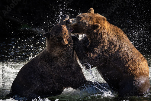 Two adult brown bears (Ursus arctos) wrestle playfully below Brooks Falls in Katmai National Park, Alaska. 